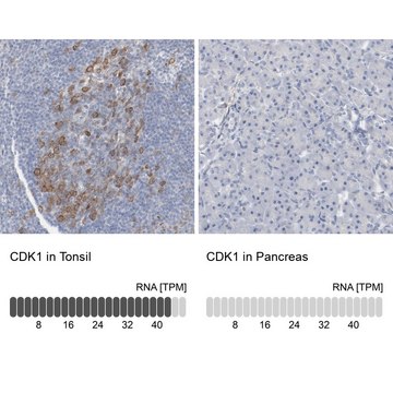 Anti-CDK1 antibody produced in rabbit Prestige Antibodies® Powered by Atlas Antibodies, affinity isolated antibody, buffered aqueous glycerol solution