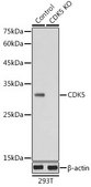 Anti-CDK5 antibody produced in rabbit