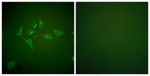 Anti-INOS antibody produced in rabbit affinity isolated antibody