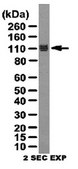 Anti-LSD1 Antibody from rabbit, purified by affinity chromatography