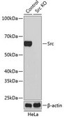 Anti- Src antibody produced in rabbit