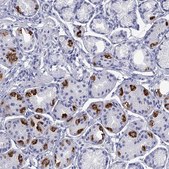 Anti-ATP4A antibody produced in rabbit Prestige Antibodies® Powered by Atlas Antibodies, affinity isolated antibody, buffered aqueous glycerol solution