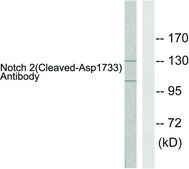 Anti-NOTCH2 (Cleaved-Asp1733) antibody produced in rabbit affinity isolated antibody