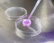 Millicell器官培养型站立式培养小室, 亲水PTFE膜, 0.4 µm, 30&nbsp;mm, 50/pk pore size 0.4 μm, diam. 30 mm, transparent PTFE membrane, hydrophilic, H 5 mm, sterile