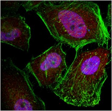 Anti-Caspase 3 Antibody from rabbit, purified by affinity chromatography