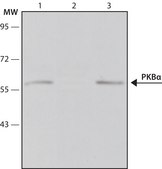 Monoclonal Anti-Protein Kinase Bα antibody produced in mouse clone PKB-175, ascites fluid