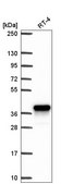 Anti-AKR1C1 antibody produced in rabbit Prestige Antibodies® Powered by Atlas Antibodies, affinity isolated antibody