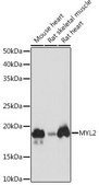 Anti-MYL2 antibody produced in rabbit