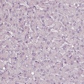 抗RSPH9 兔抗 Prestige Antibodies® Powered by Atlas Antibodies, affinity isolated antibody, buffered aqueous glycerol solution