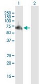 Anti-TRAF6 antibody produced in mouse purified immunoglobulin, buffered aqueous solution