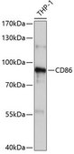 Anti-CD86 antibody produced in rabbit