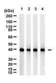 Anti-PKA C-α Antibody, clone 2E17 ZooMAb® Rabbit Monoclonal recombinant, expressed in HEK 293 cells