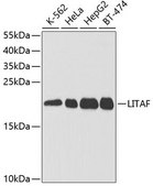 Anti-LITAF antibody produced in rabbit