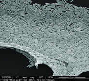Gold microrods dispersion (H2O)