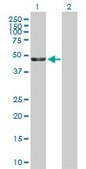 Anti-KRR1 antibody produced in mouse IgG fraction of antiserum, buffered aqueous solution