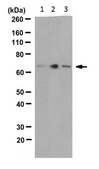 Anti- HSPA8/Hsc70 Antibody, clone N69 clone N69, from mouse