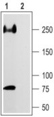 Anti-Sodium Channel NaV1.5 antibody produced in rabbit affinity isolated antibody, lyophilized powder