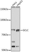 Anti-GCLC antibody produced in rabbit