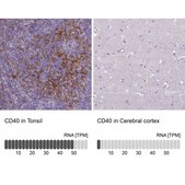 Anti-CD40 antibody produced in rabbit Prestige Antibodies® Powered by Atlas Antibodies, affinity isolated antibody, buffered aqueous glycerol solution