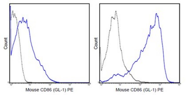 CD86（B7-2）抗体（小鼠），PE，克隆GL-1 clone GL-1 (GL1), 0.2 mg/mL, from rat