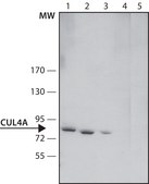 Anti-Cullin-4A antibody produced in rabbit ~1.5 mg/mL, affinity isolated antibody, buffered aqueous solution