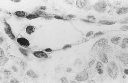 抗-DNA抗体，单链特异性，克隆 F7-26 clone F7-26, Chemicon®, from mouse