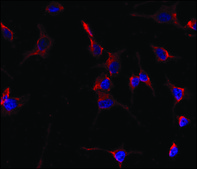 Anti-CYP26A1 (center) antibody produced in rabbit saturated ammonium sulfate (SAS) precipitated, buffered aqueous solution