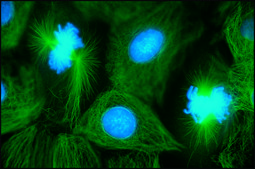 抗小鼠IgG（全分子）–FITC 山羊抗 affinity isolated antibody, buffered aqueous solution