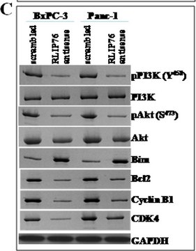 Anti-phospho-Akt1/PKBα (Ser473) Antibody, clone SK703, rabbit monoclonal clone SK703, Upstate®, from rabbit