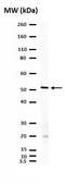Anti-Cone Arrestin Antibody Chemicon®, from rabbit