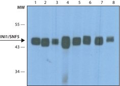 Anti- INI1/SNF5 antibody, Mouse monoclonal clone 2C2, purified from hybridoma cell culture