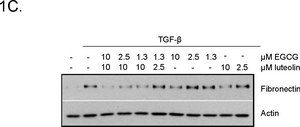 抗肌动蛋白，α-平滑肌抗体，小鼠单克隆 clone 1A4, purified from hybridoma cell culture