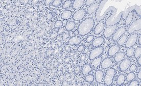 Anti-GSDMD Antibody, clone 1D11 ZooMAb® Rabbit Monoclonal recombinant, expressed in HEK 293 cells