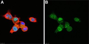 Anti-SNAI1 Antibody, clone 1F16 ZooMAb® Rabbit Monoclonal recombinant, expressed in HEK 293 cells