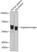 Anti-Angiotensinogen Antibody, clone 9Q5D4, Rabbit Monoclonal