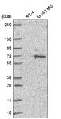 Anti-UBQLN1 antibody produced in rabbit Prestige Antibodies® Powered by Atlas Antibodies, affinity isolated antibody