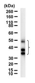 Anti-TCF7/TCF1 Antibody, clone 1H9 ZooMAb® Rabbit Monoclonal recombinant, expressed in HEK 293 cells
