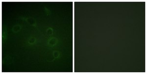 抗-CD45 兔抗 affinity isolated antibody