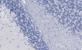 Anti-MAG Antibody, clone 513 ZooMAb® Mouse Monoclonal recombinant, expressed in HEK 293 cells