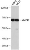 Anti-MMP13 antibody produced in rabbit