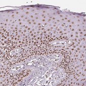 抗-KDM5B 兔抗 Prestige Antibodies® Powered by Atlas Antibodies, affinity isolated antibody, buffered aqueous glycerol solution