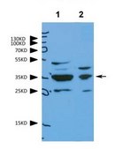 Anti-VDAC2 antibody produced in rabbit affinity isolated antibody