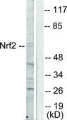 抗-NRF2 兔抗 affinity isolated antibody