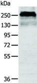 Anti-CSPG4 affinity isolated antibody