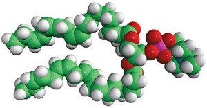 18:3 (Cis) PC Avanti Research™ - A Croda Brand 850395C