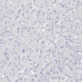 Anti-FLG antibody produced in rabbit Prestige Antibodies® Powered by Atlas Antibodies, affinity isolated antibody, buffered aqueous glycerol solution, ab2