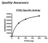 PI3 kinase (p120g) Active human recombinant, expressed in baculovirus infected insect cells, ≥90% (SDS-PAGE)