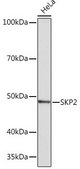 Anti-SKP2 antibody produced in rabbit