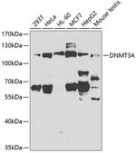 Anti-DNMT3A antibody produced in rabbit