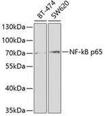 Anti-NF-kB p65 antibody produced in rabbit